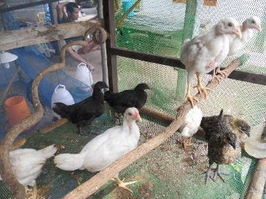 ลูกไก่ชีอายุ  3   เดือน